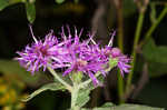 Baldwin's ironweed